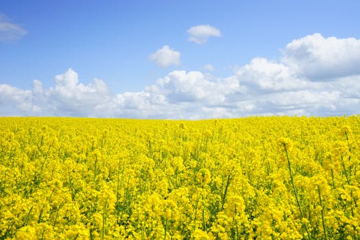 A vast field of blooming yellow mustard flowers under a bright blue sky, perfect for nature themes.