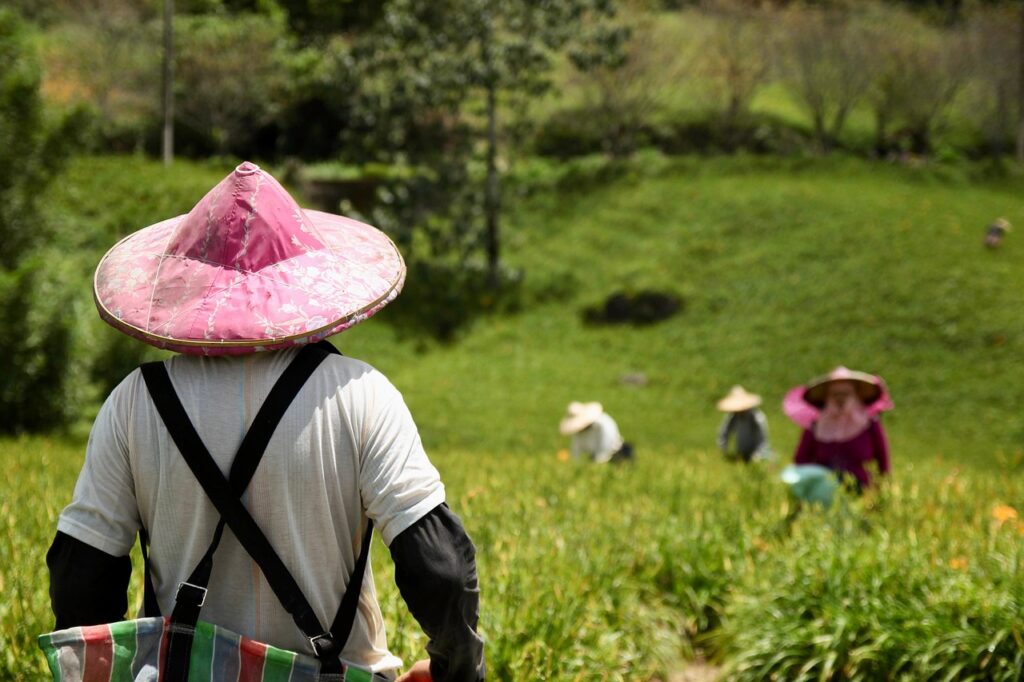 farmer, agriculture, fields, work, taiwan, farmer, farmer, farmer, farmer, farmer