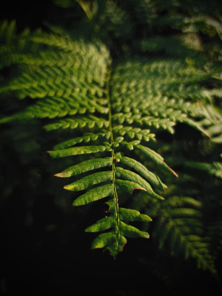 fern, beautiful flowers, flowers, greens, forest, nature, flower wallpaper, flower background, summer