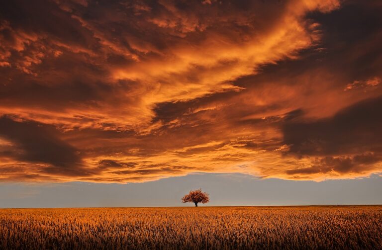 tree, field, sunset, clouds, sky, horizon, single tree, meadow, dusk, twilight, overcast, nature, overcast sky, rural, countryside, orange sky